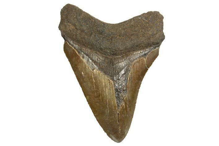 Serrated, Fossil Megalodon Tooth - South Carolina #321294